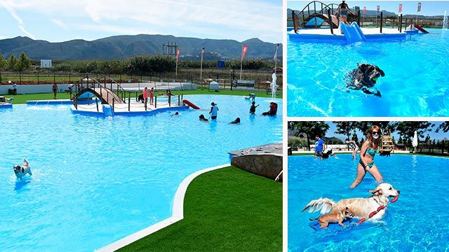 planes perros verano 2 aquapark canino