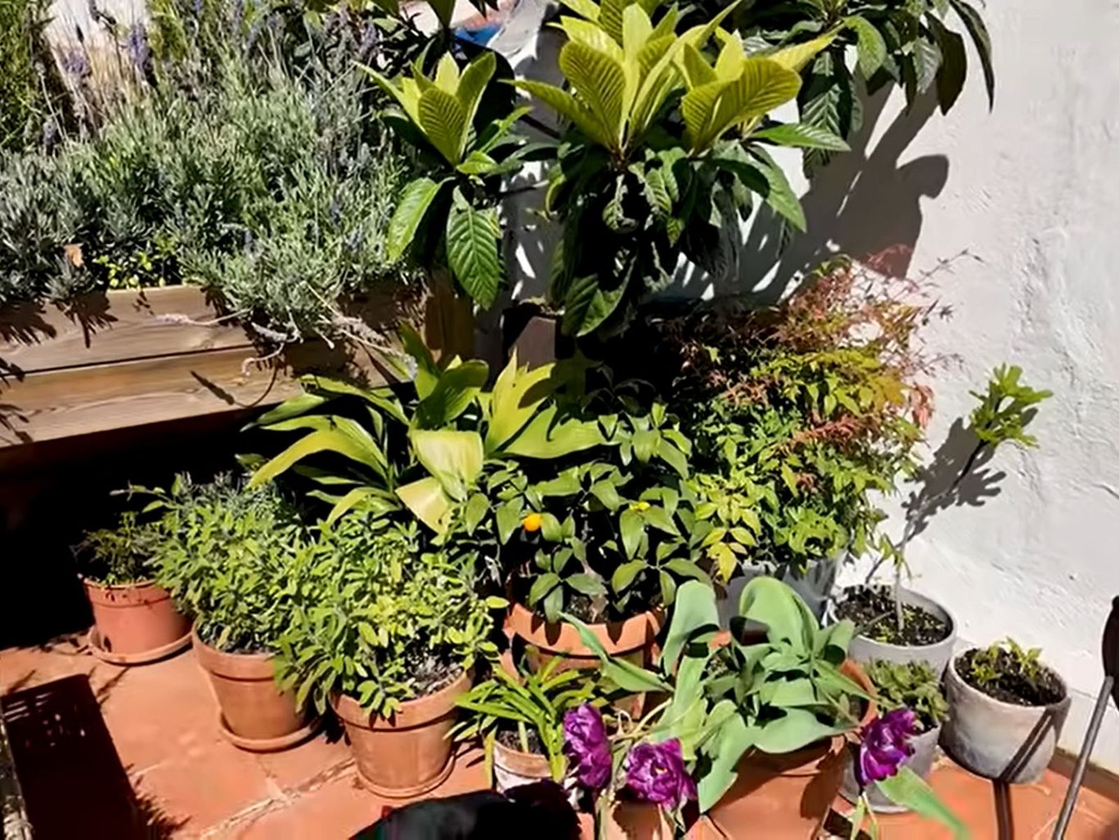 Níspero con pequeñas macetas con plantas. / Frame del vídeo de YouTube de @kikillo