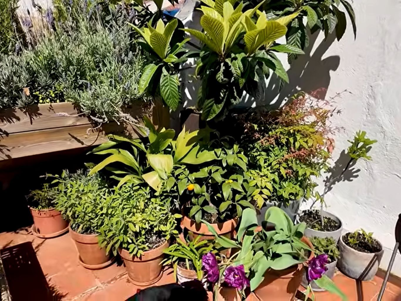 Níspero con pequeñas macetas con plantas. / Frame del vídeo de YouTube de @kikillo