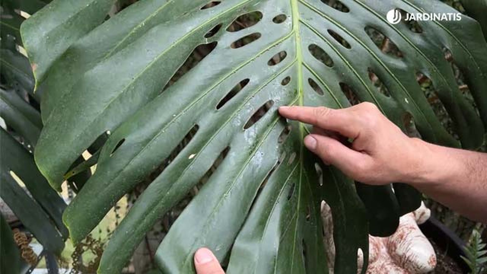 eliminar cochinilla de la costilla de adan jardinatis 22 16