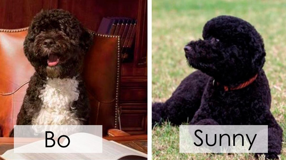 perros presidente biden 8