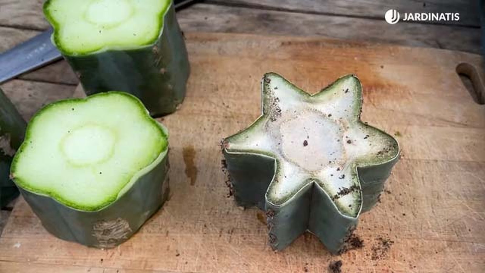 De izq. a drcha.: esquejes de cactus San Pedro recién cortado y ya deshidratado