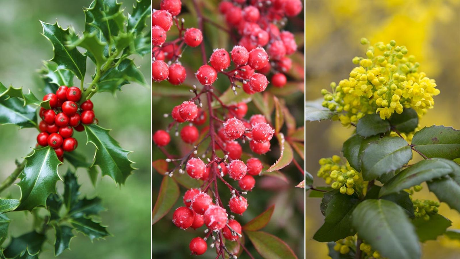 arbustos florecen invierno xl