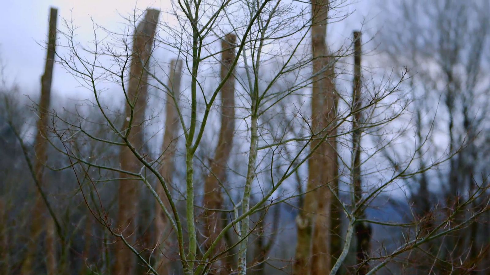 brico 0901 3 abonar arboles arbustos invierno xl