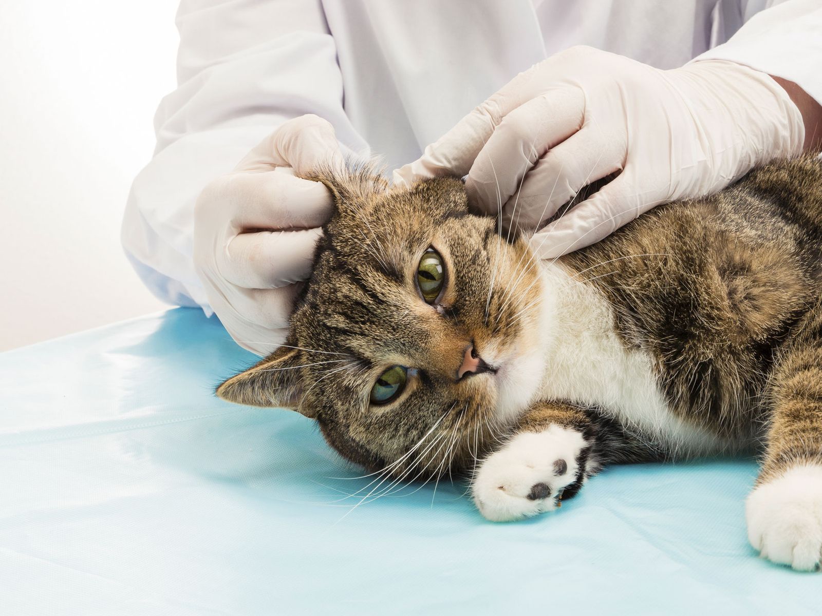 Deco058 control parasitos gatos veterinario