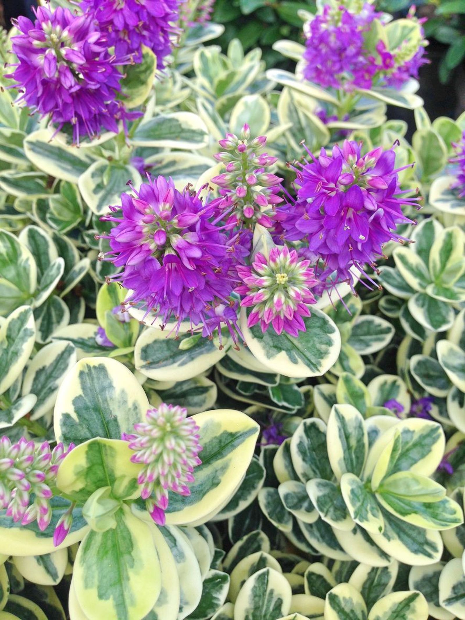 Hebe speciosa hojas