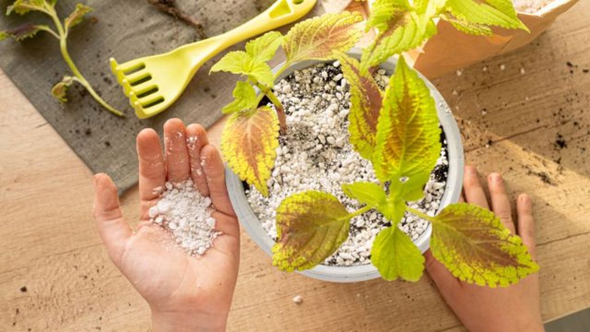 capa perlita sobre sustrato plantas