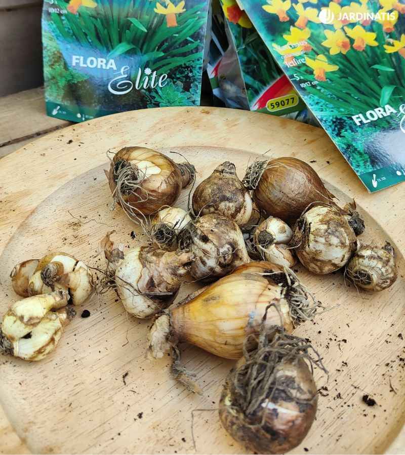 Bulbos de narcisos