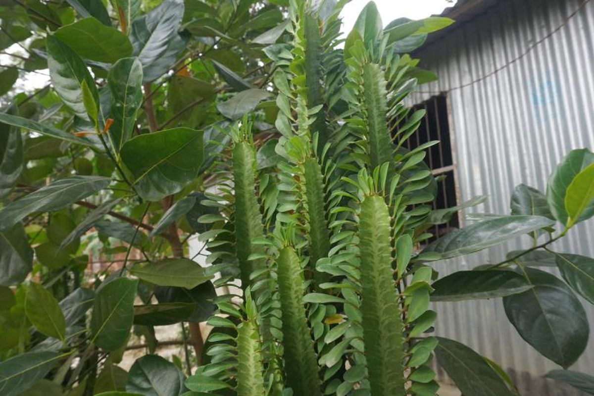 Euphorbia trigona.