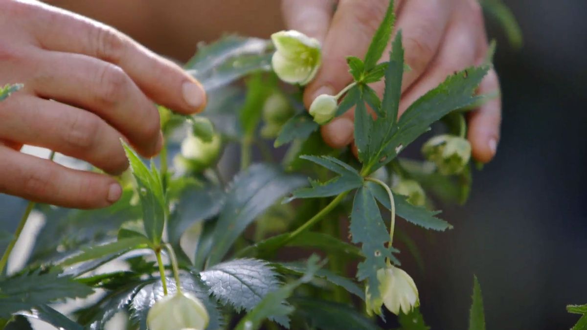 brico 0905 3 1 helioboro rosa invierno helleborus viridis