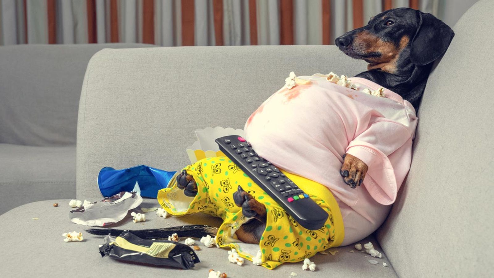 perros con sobrepeso