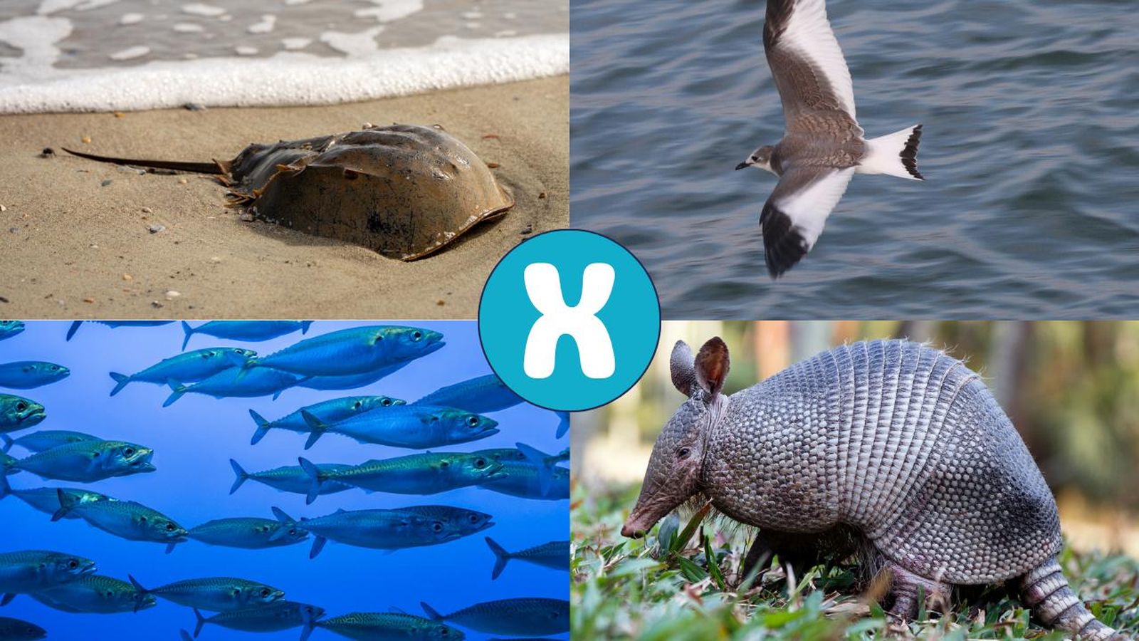 animales que empiezan por x