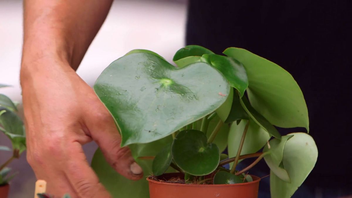 brico 918 3 variedades peperomia hoja grande