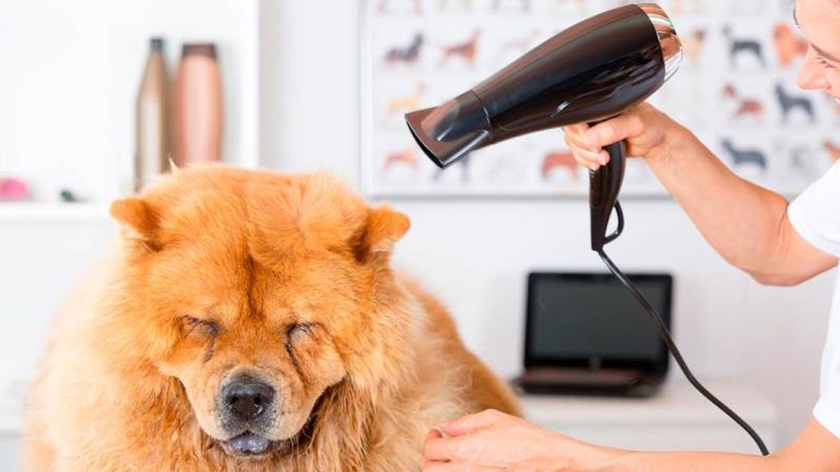 Sécale bien su cuerpo y sus almohadillas con una toalla o secador.