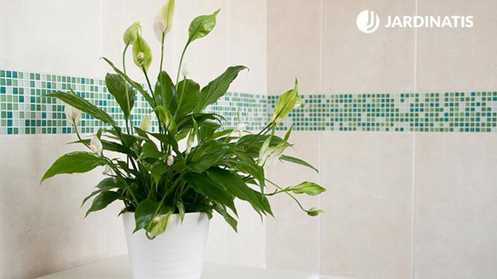Spathiphyllum Wallasii planta para la cocina