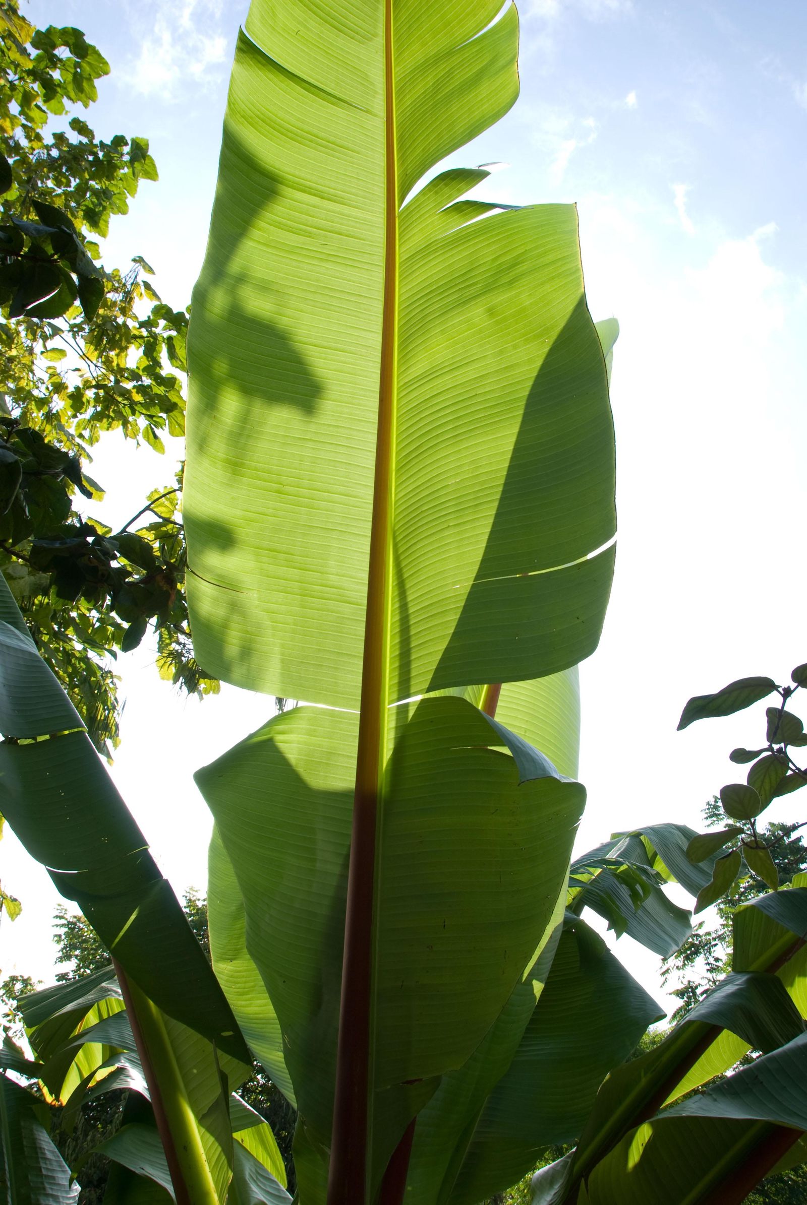 deco 269 plantas hojas grandes musa ensete 5