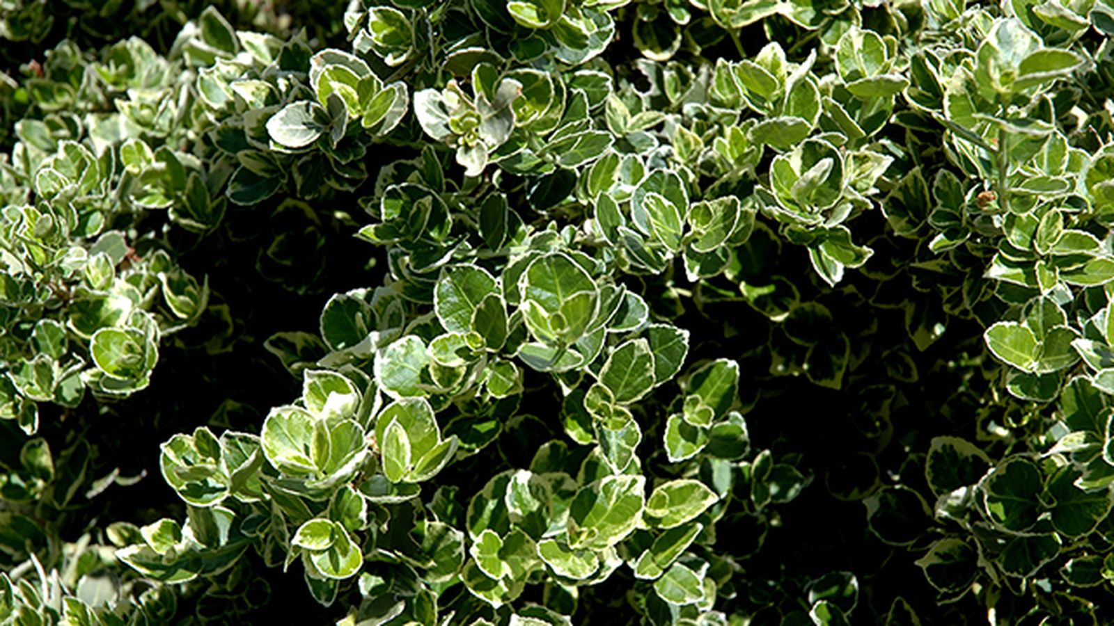 Euonymus: variedades del seto
