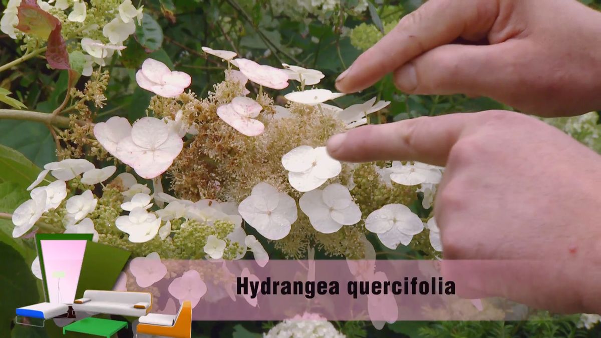 deco 0702 variedades hortensias blancas hoja roble