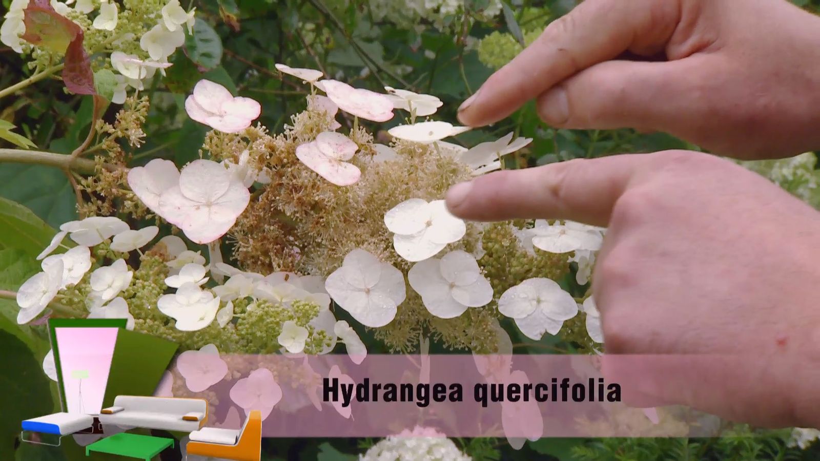 deco 0702 variedades hortensias blancas hoja roble