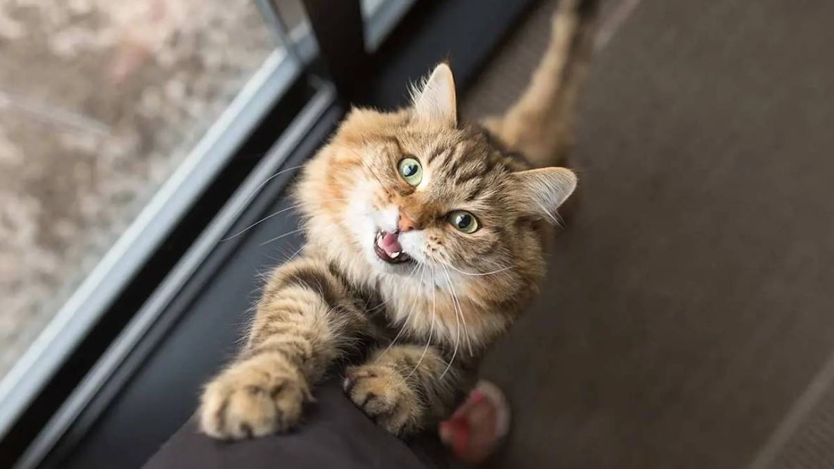 gato maulla por la noche (1)