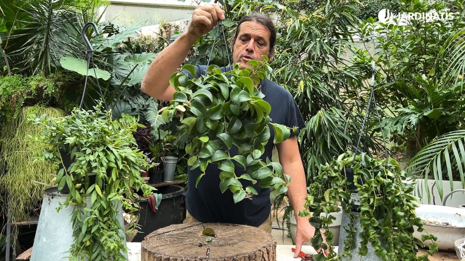 Aeschynanthus planta pintalabios cuidados caracteristicas jardinatis 54