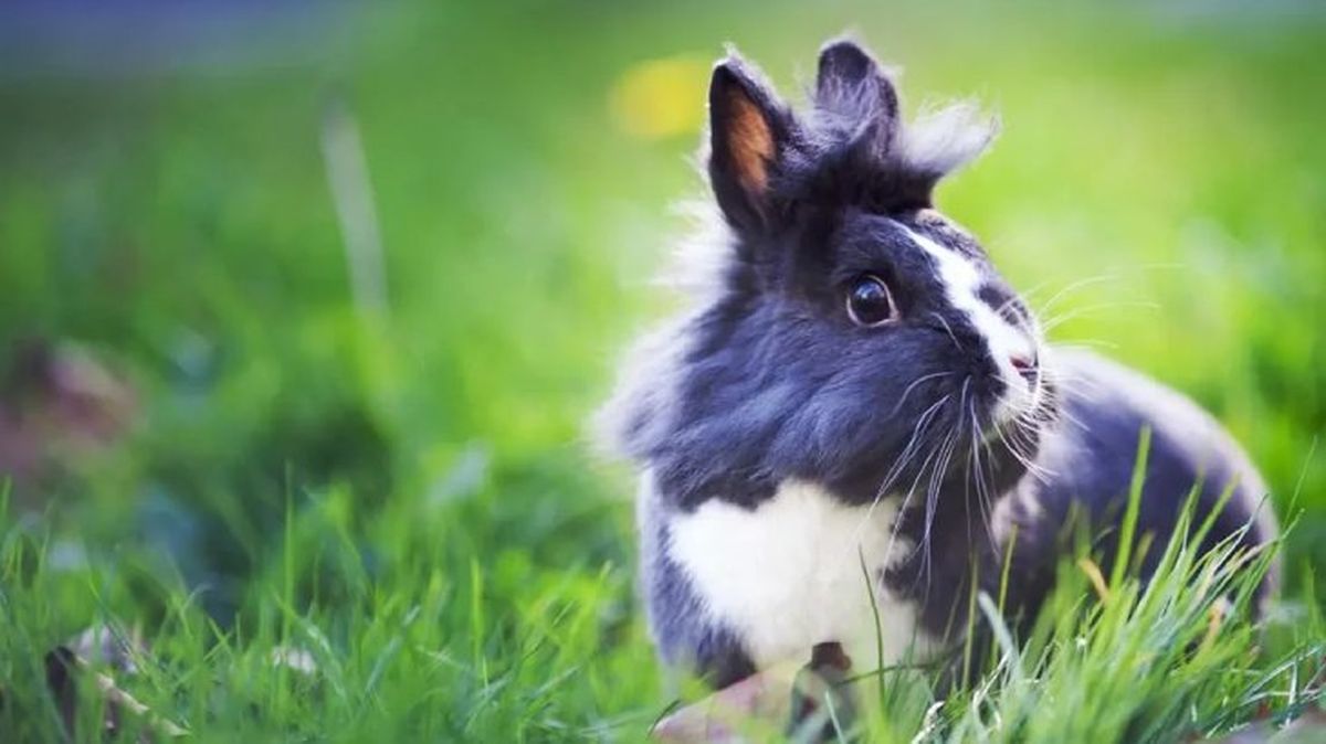 es necesario castrar a un conejo 2