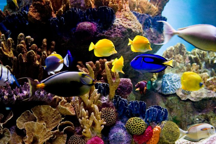 Acuario para peces tropicales de agua salada