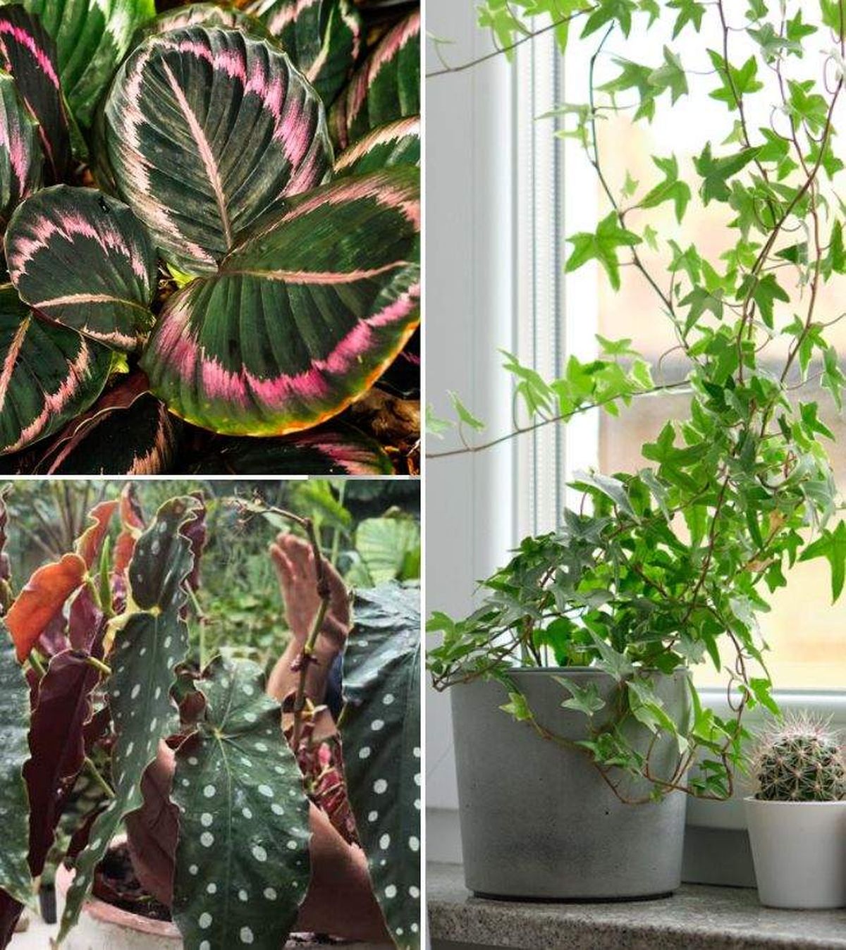 Calathea roseopicta begonia maculata y hiedra plantas de interior dificiles de cuidar