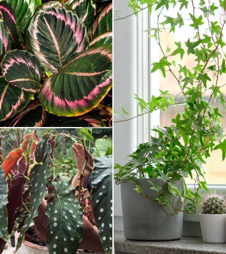 Calathea roseopicta begonia maculata y hiedra plantas de interior dificiles de cuidar