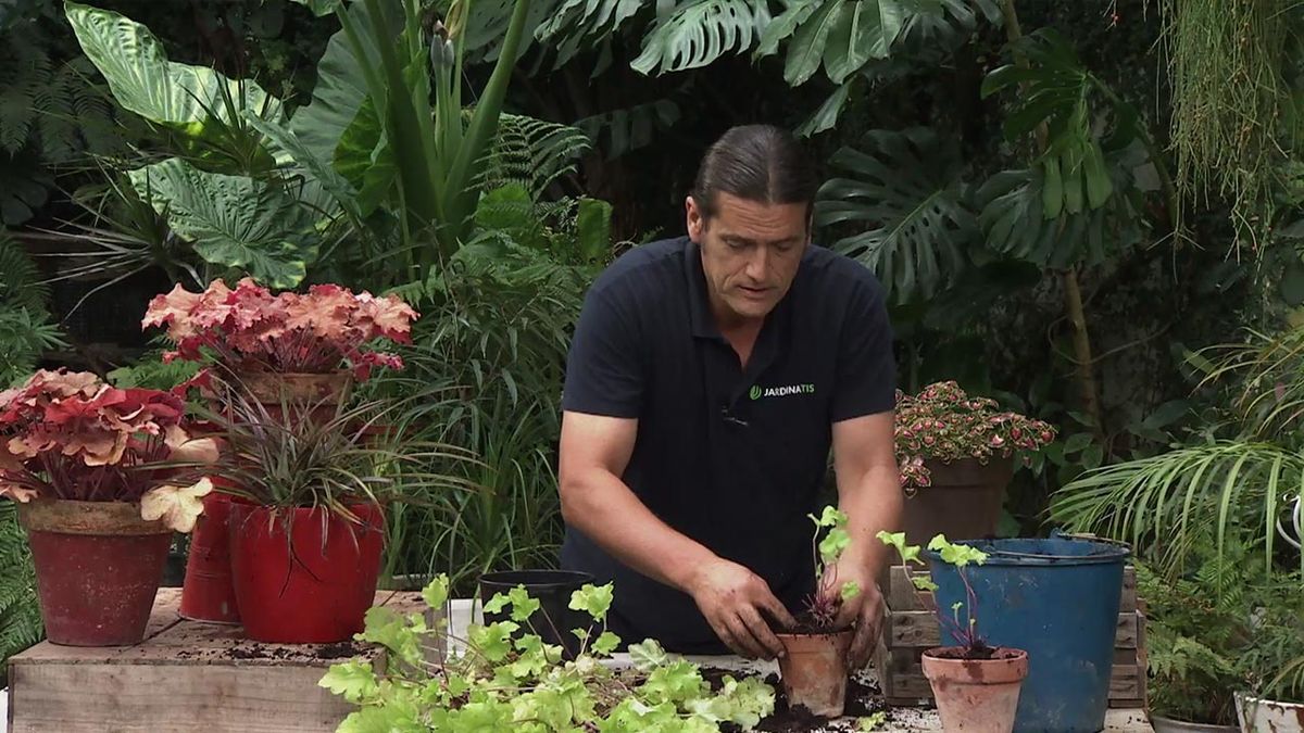 brico 1033 jardineria como multiplicar las heucheras paso 4