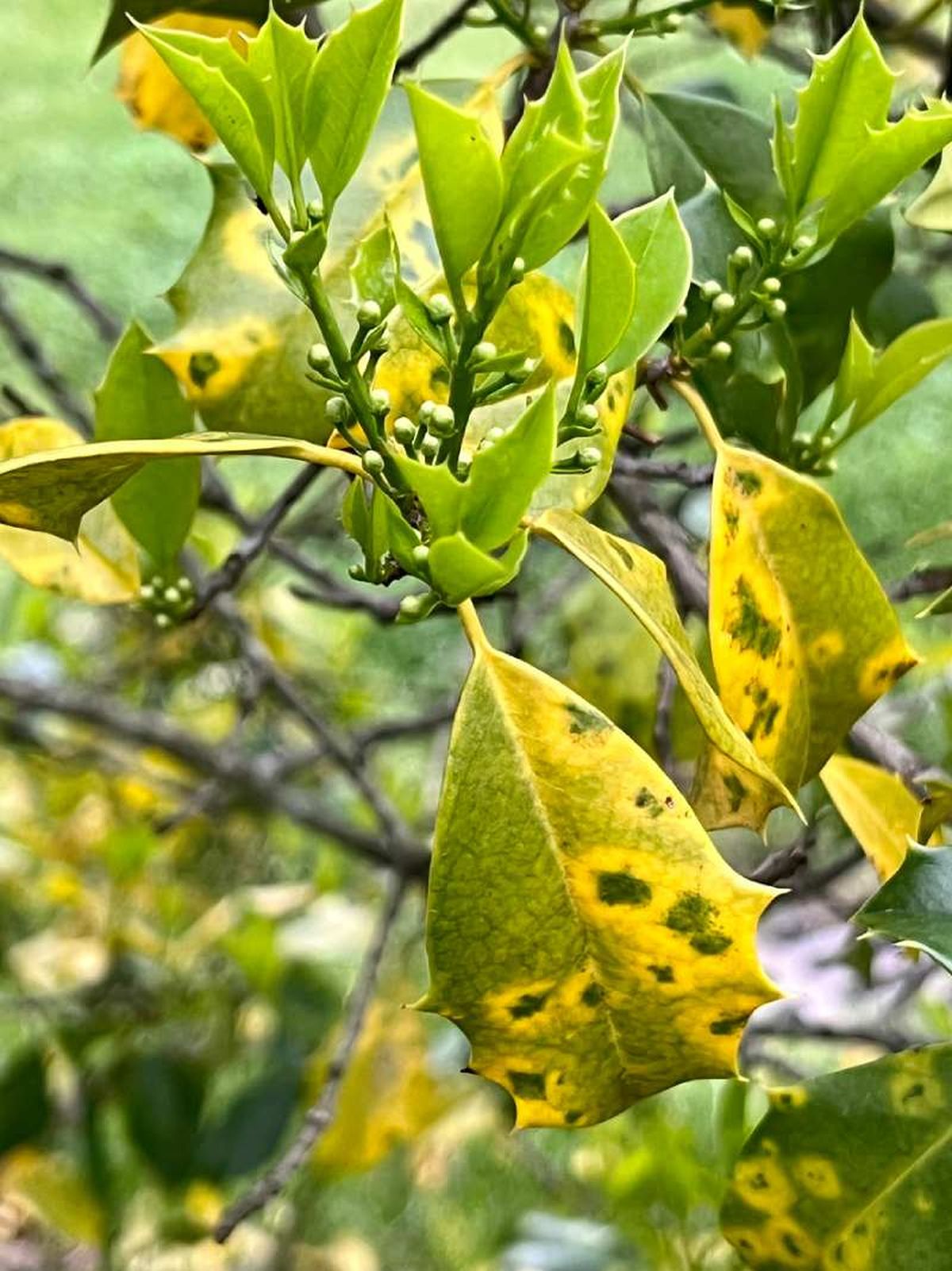 Hojas de acebo amarillentas
