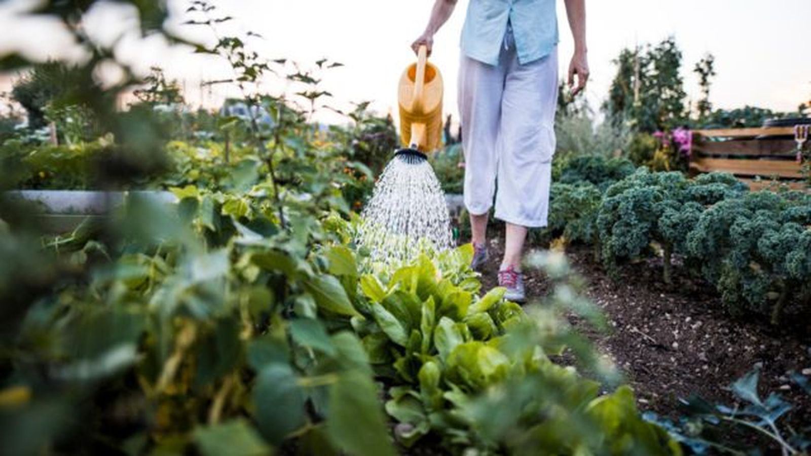 como funciona la perlita en las plantas
