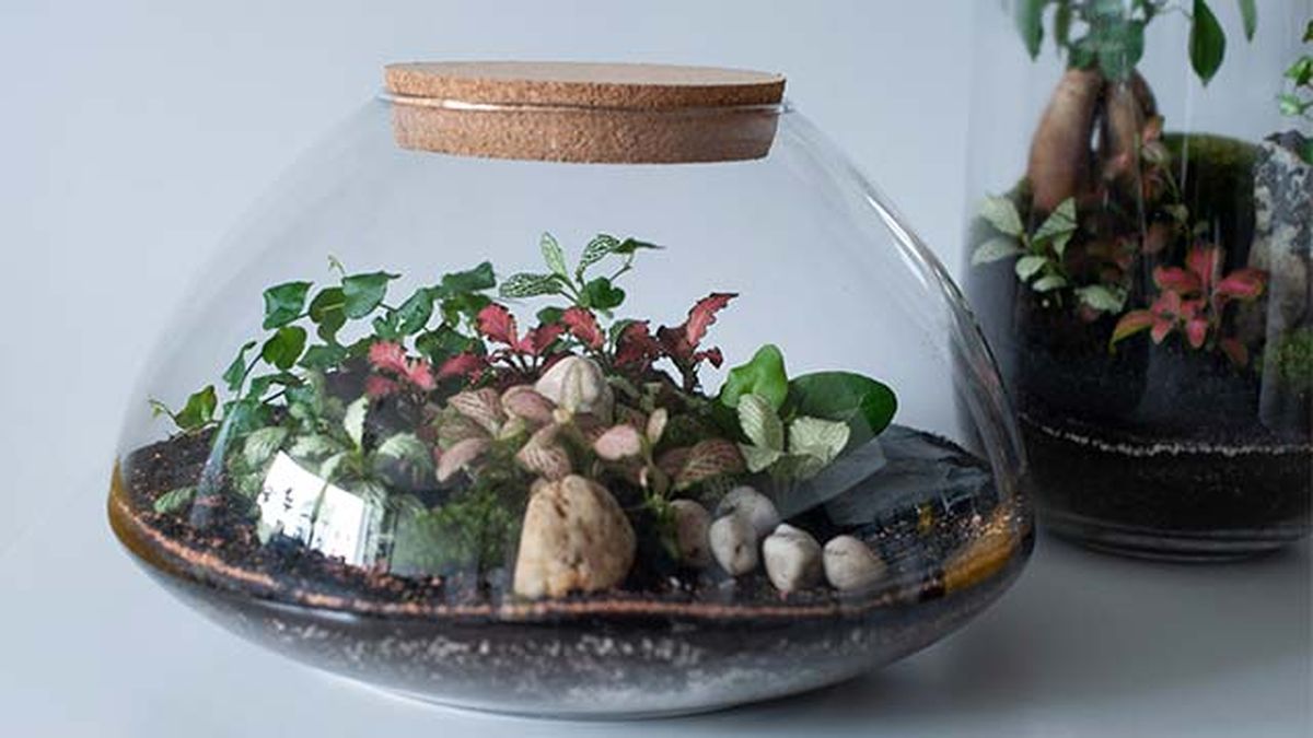 terrario jardin eterno