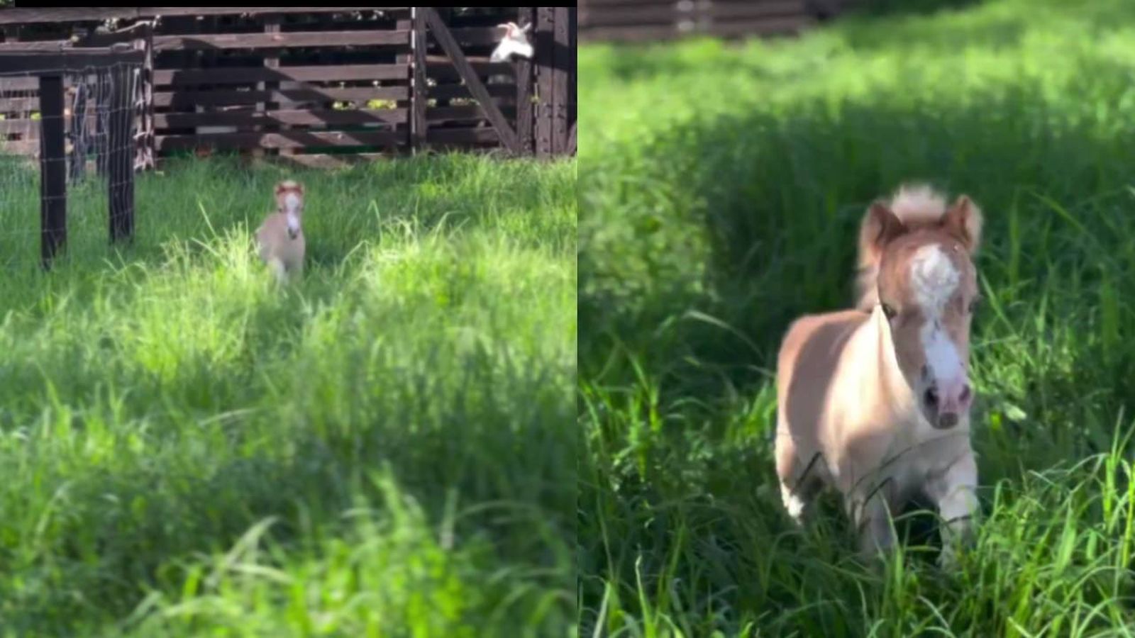 El caballo más pequeño que verás está en Colombia.