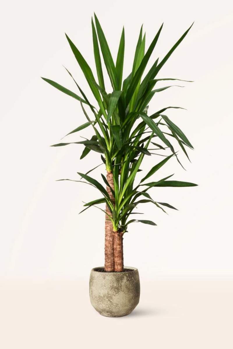 Yucca Elephantipes
