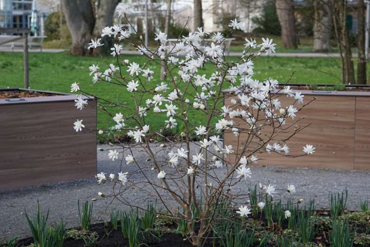 La Magnolia stellata no suele superar los 2 y 4 metros de altura.