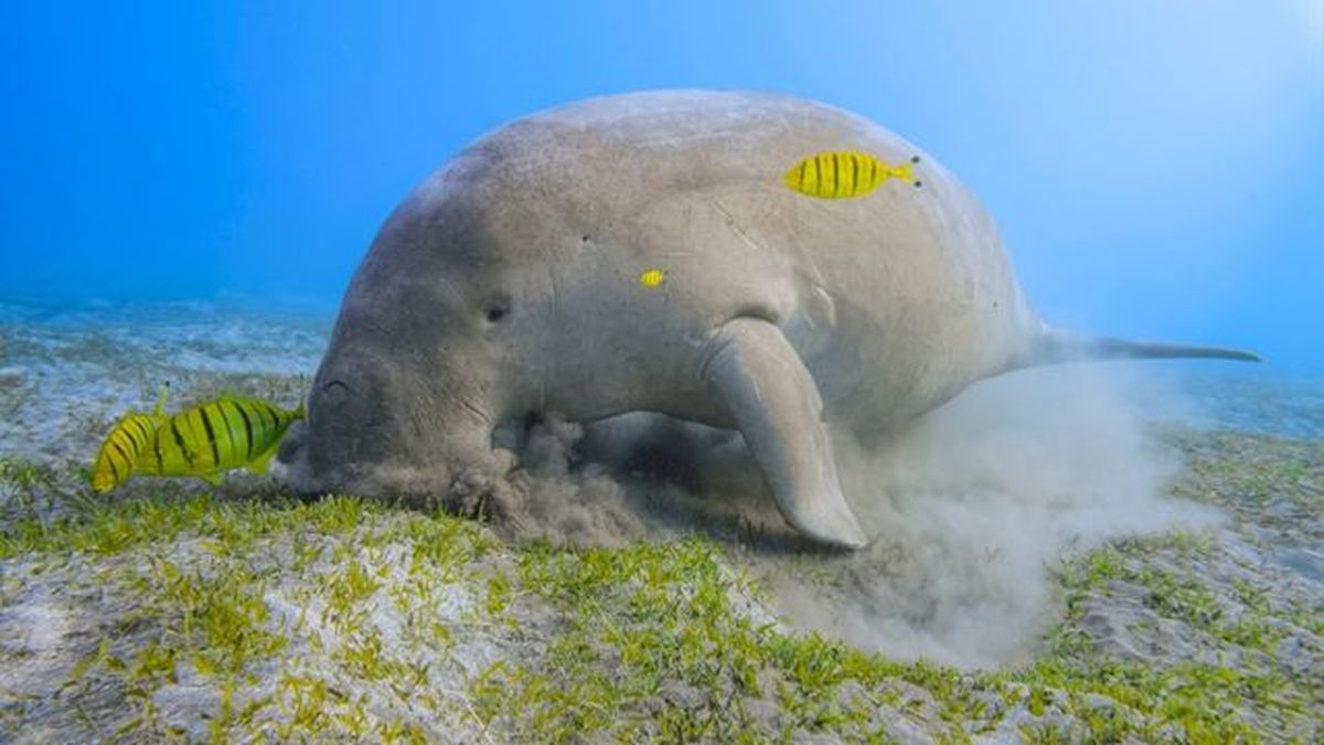 pastos marinos refugio para animales