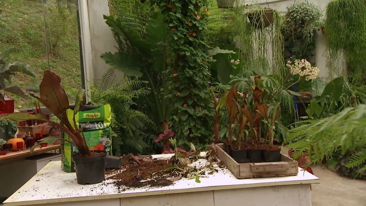 Cómo reproducir el ensete 2