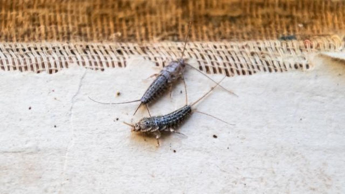 trucos caseros para eliminar los pececillos de plata en casa