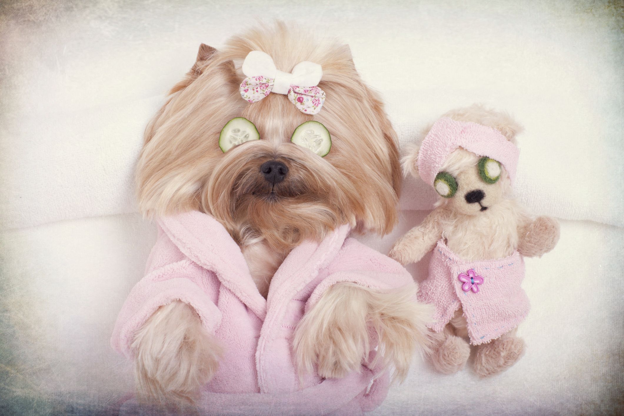 perrito spa