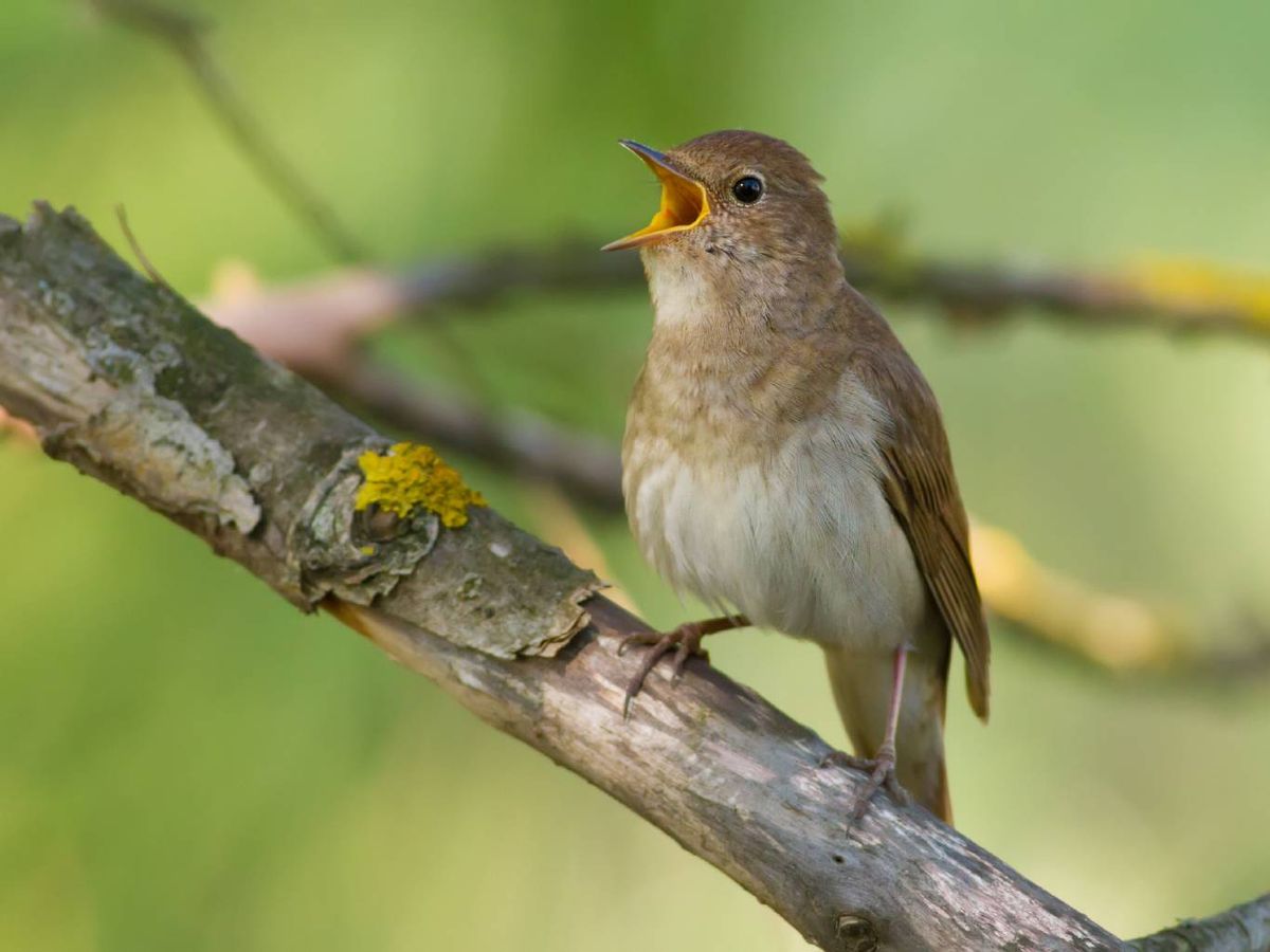 Su particular canto se ha convertido en un símbolo de poesía y romance.