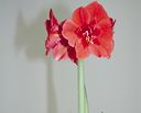 Trasplantar un hippeastrum   paso 6