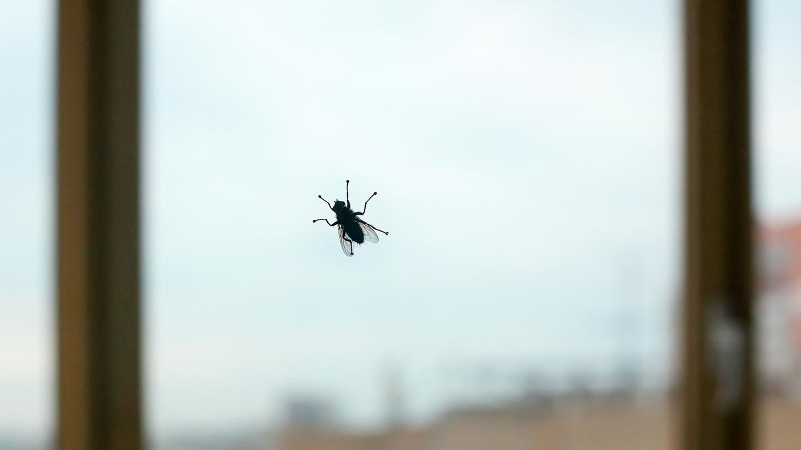 5 trucos contra moscas1