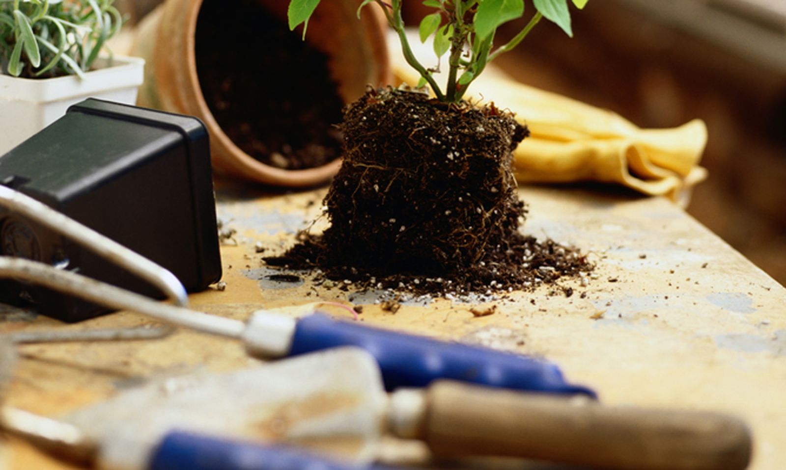 Planteles de arces y palmeras para reproducir