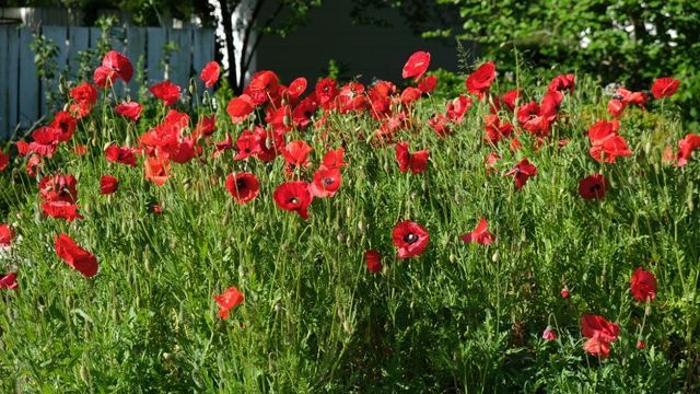 amapolas en el jardin