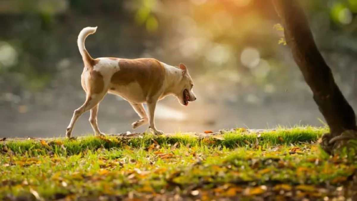 artrosis en perros 2