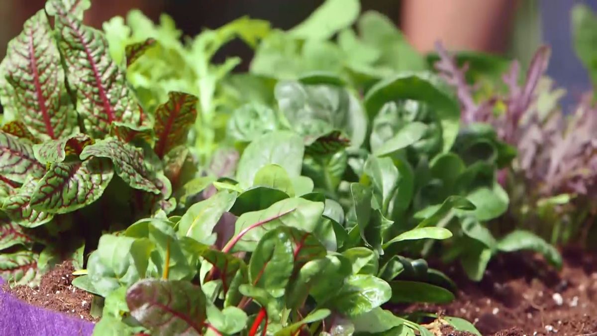 brico 950 3 huerto urbano contenedor geotextil huerto alta intensidad