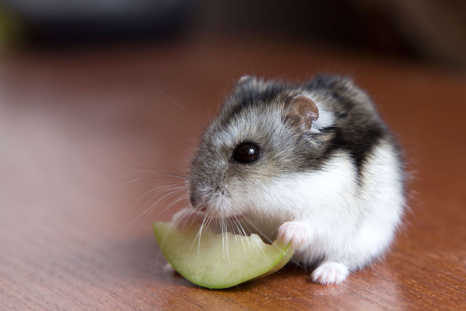 el idioma de los hamster