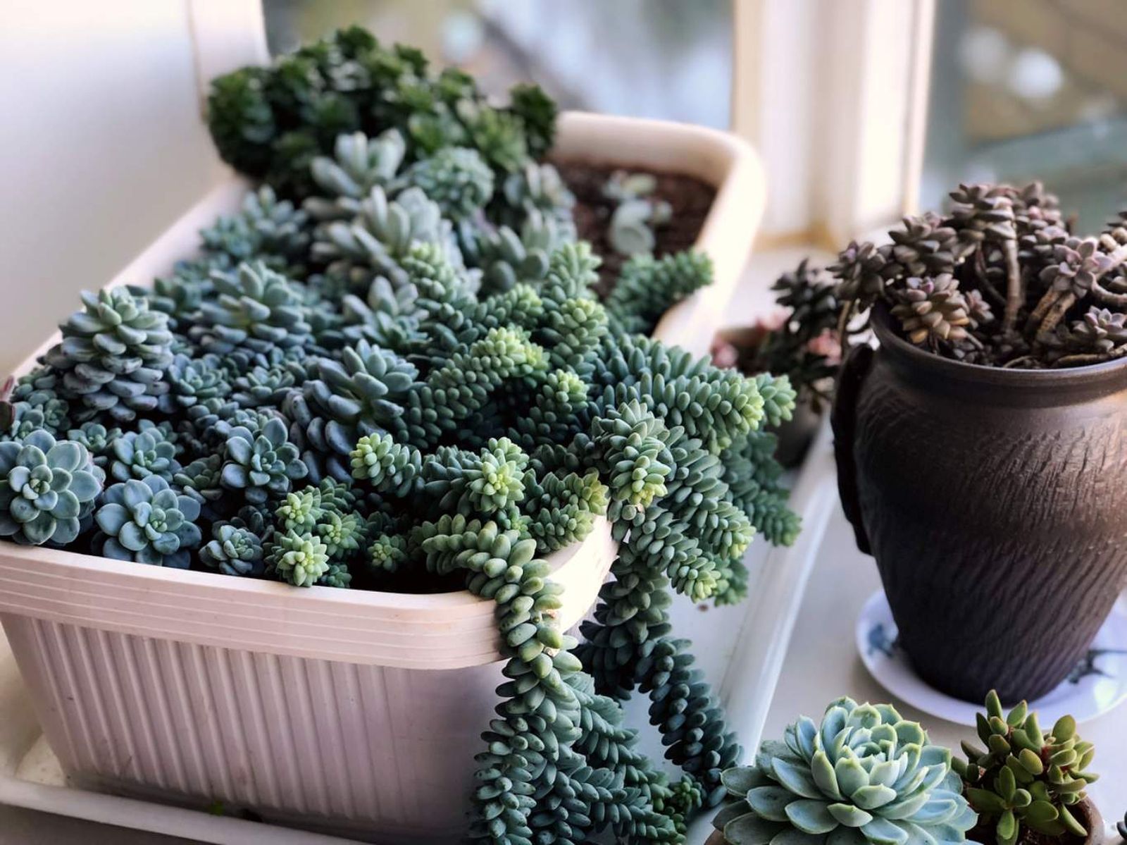 Sedum morganianum.