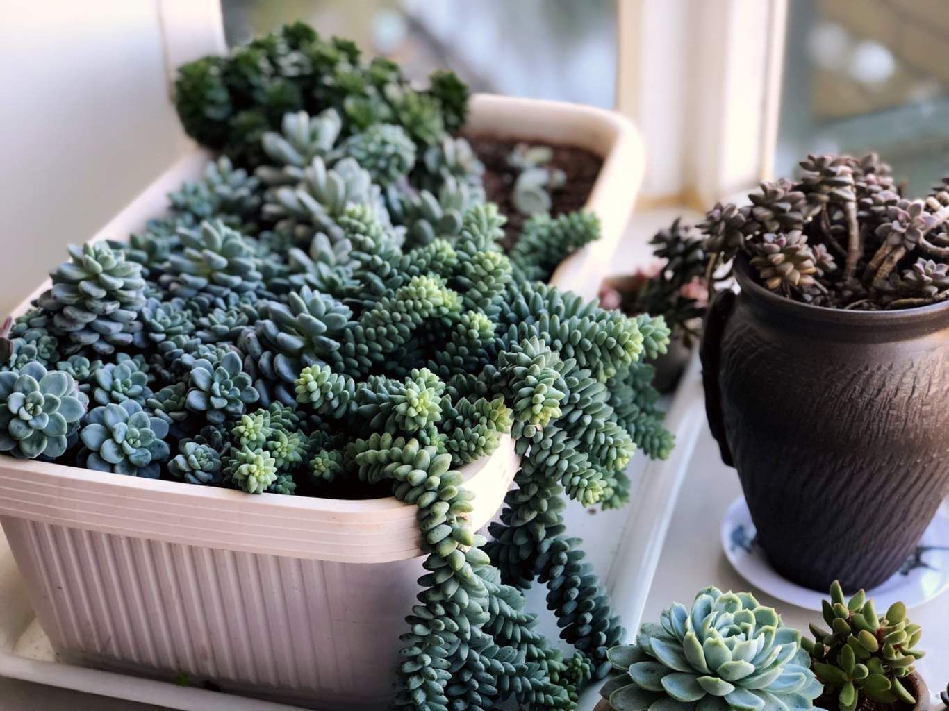Sedum morganianum.